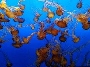 Read more about the article An Earth Law Solution to Ocean Plastic Pollution
