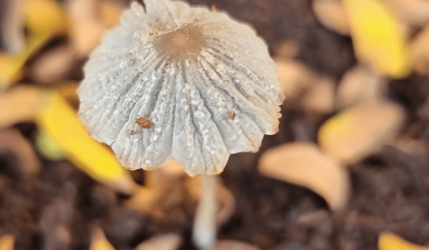Vertical Farming–Sustainable Food for Future