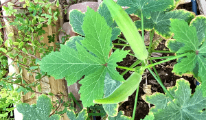 Read more about the article Genetic Engineering Better Crops?